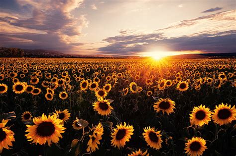 HD wallpaper: Flowers, Sunflower, Field, Nature, Summer, Sunset, Yellow Flower | Wallpaper Flare