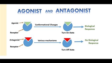 Agonist and Antagonist - YouTube