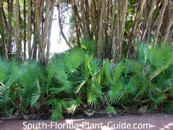 Native Plants of Florida