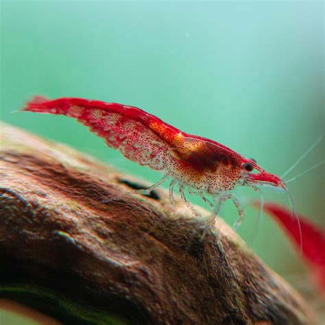 10 Pack | Red Cherry Shrimp | Buy Cherry Shrimp Online - Flip Aquatics