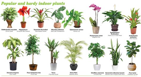 Which Indoor Plants Produces Most Oxygen? - Find Health Tips