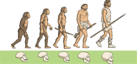 Darwin on Adaptation and the Theory of Evolution - Twinkl Homework Help