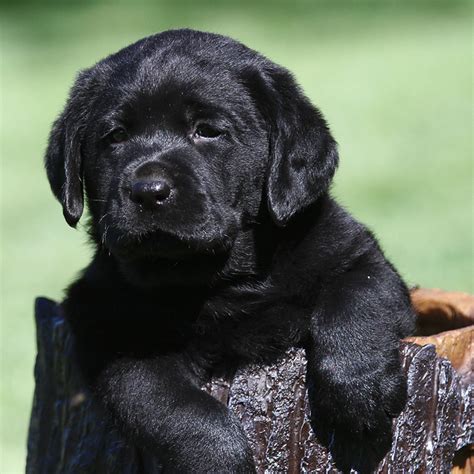 Funny Black Labrador Retriever Puppies For Sale Near Me - l2sanpiero