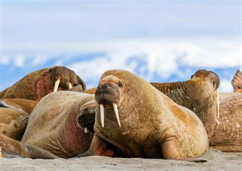 Walrus Behavior - AnimalBehaviorCorner