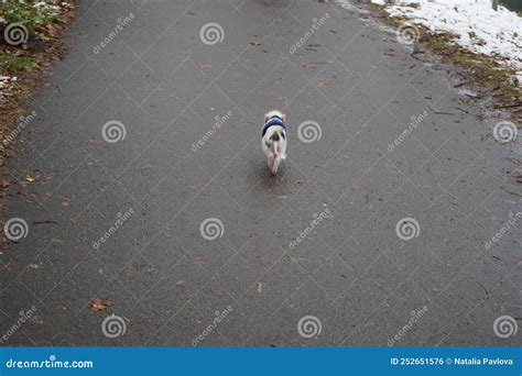 Mini Pig for a Walk in Winter. Miniature Pigs, Mini Pigs, Micro Pigs, Teacup Pigs or Pygmy Pigs ...