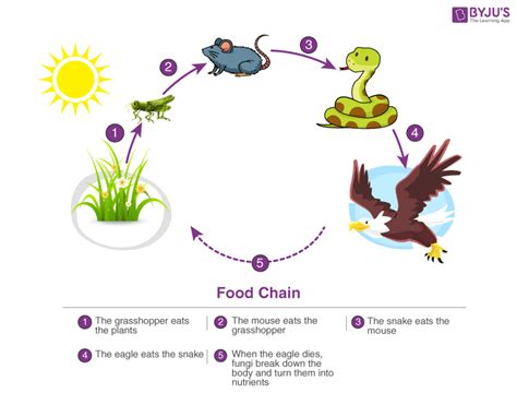 Food Chain Definition Types Examples Energy Flow Faqs | The Best Porn Website