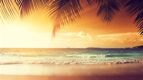 Tropical Beach With Palm Trees At Sunset UHD 4K Wallpaper | Pixelz