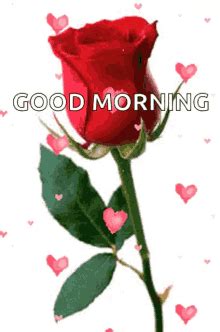 Good Morning Rose GIF - Good morning rose - Discover & Share GIFs