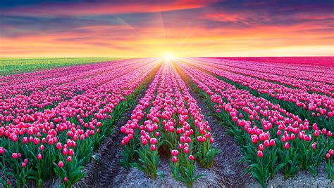 HD wallpaper: Flowers, Tulip, Field, Nature, Summer, Sun, Sunrise | Wallpaper Flare