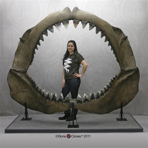 Megalodon Shark Jaw with 4 rows of 46 teeth - Bone Clones - Osteological Reproductions