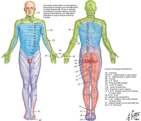 Nerve Dermatome Map