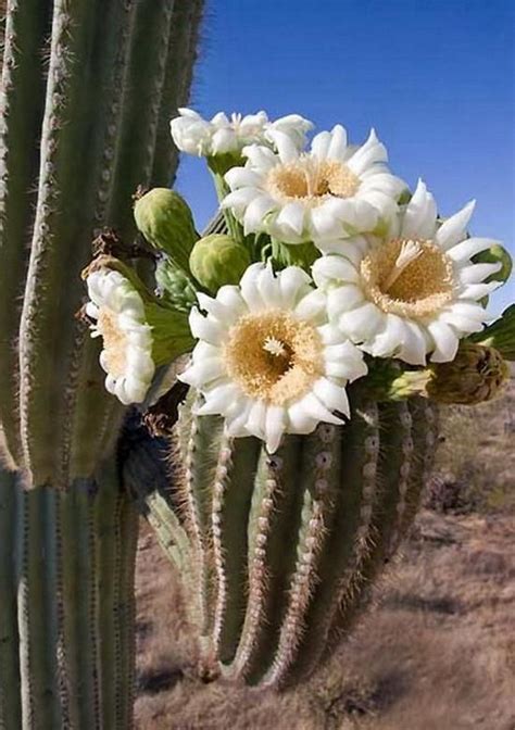 Arizona state flower the saguaro cactus flower poster by tom janca – Artofit