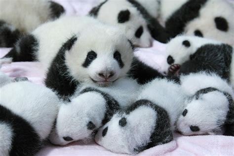 24 Ridiculously Cute Photos Of Baby Pandas That Will Instantly Make Your Day Better | Viralscape