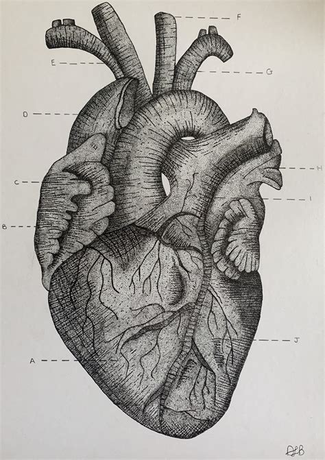 Heart Sketch Anatomy