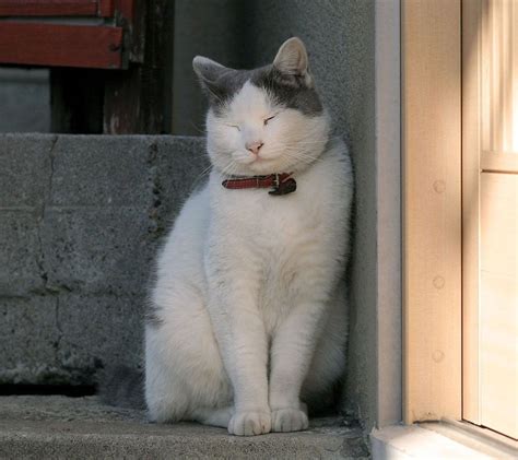 white fat cat : aww