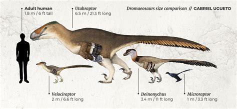 Utahraptor Size Comparison