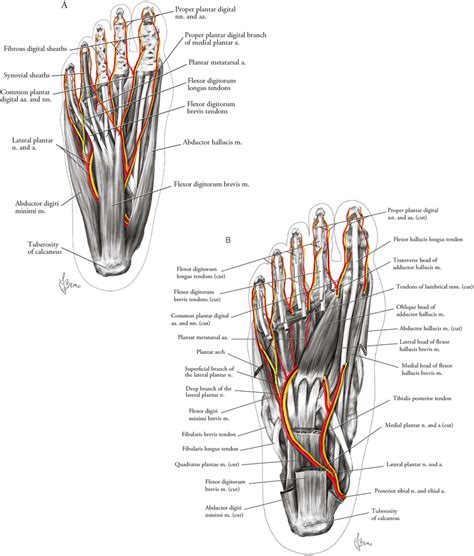 Major structures of the sole of the foot, inferior view (right side).... | Download Scientific ...