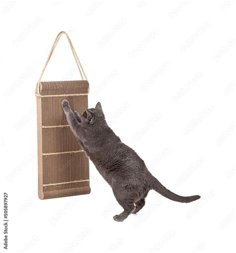 Grey cat using cardboard scratching post on white background Stock Photo | Adobe Stock