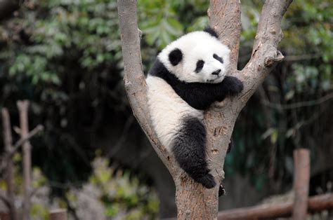 Panda Cub Wallpapers - Wallpaper Cave