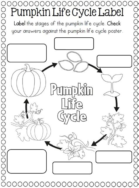 Plant Life Cycle Coloring Pages Pumpkin Coloring Pages