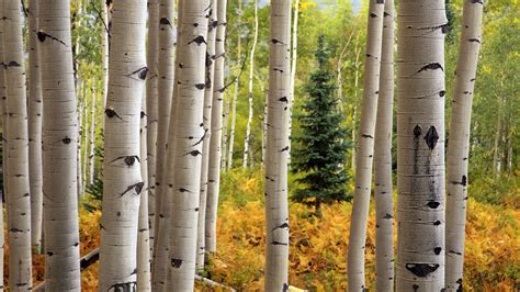 Aspen Tree Wallpaper - WallpaperSafari