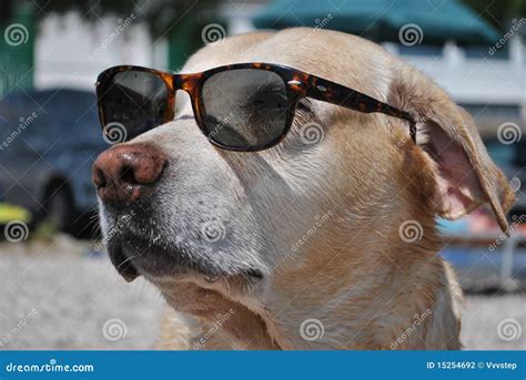 Dog With Sunglasses Stock Photography - Image: 15254692