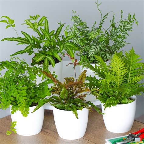 Are ferns indoor plants Idea | chocmales