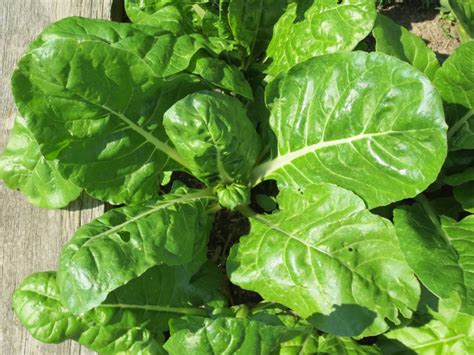 Fordhook Giant Swiss Chard | White Harvest Seed Company