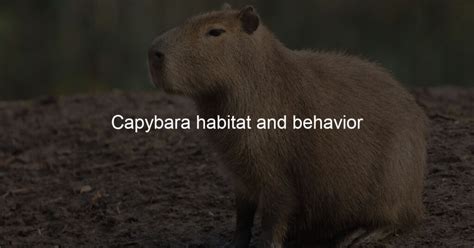 Capybara habitat and behavior - Capybara Lovers