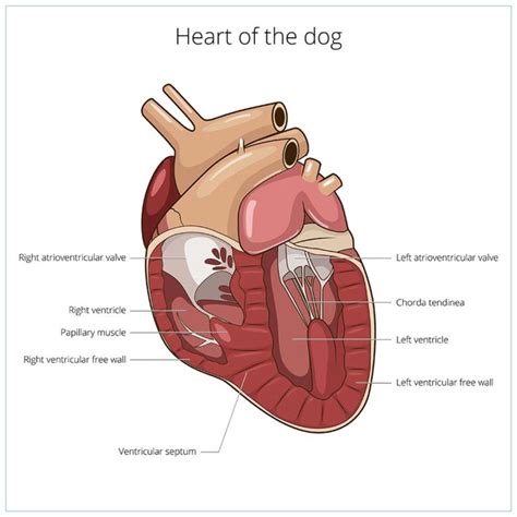 Heart Murmurs in Dogs: Symptoms, Causes and Treatment