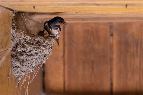 How Do Birds Build Nests?