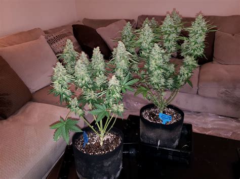 Can I top an auto-flowering cannabis plant? | Grow Weed Easy