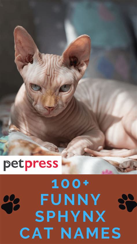 100+ Funny And Hilarious Sphynx Cat Names For Male And Female Kittens