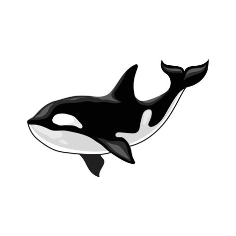 orca killer whale vector 12739961 Vector Art at Vecteezy