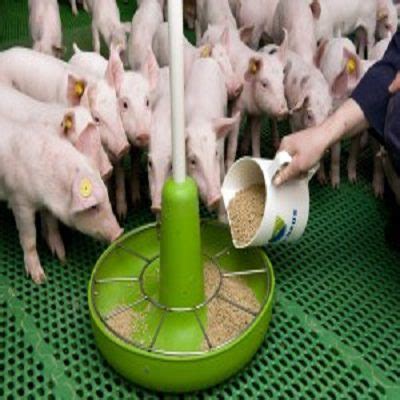 Comprehensive Pig Farming Guide