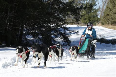 No Huskies, No Problem: These Unexpected Sled Dogs Have Serious Pull - Atlas Obscura