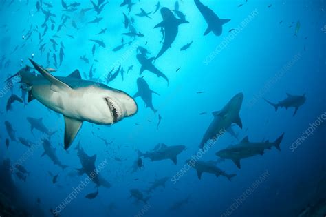 Bull sharks - Stock Image - C017/2762 - Science Photo Library