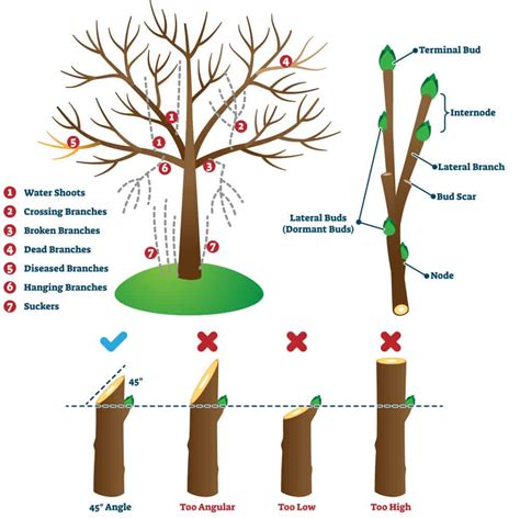 Prune It or Leave It? A Guide to Fall Pruning - Stephens Landscaping Professionals