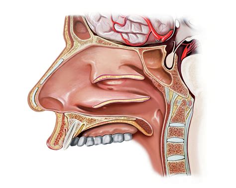 Nasal Cavity #5 Photograph by Asklepios Medical Atlas - Pixels