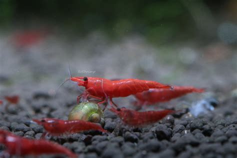 Red Cherry Shrimp - SoShrimp