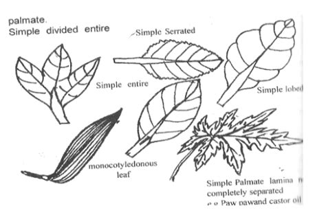 TYPES OF LEAVES - revisionug.com