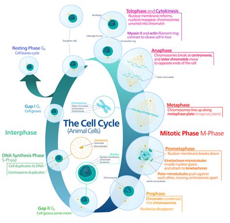 Mitosis - Wikipedia