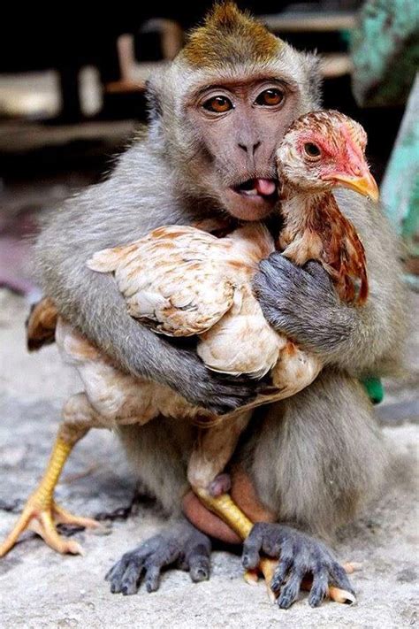 Monkey getting freaky with a chicken : r/WTF