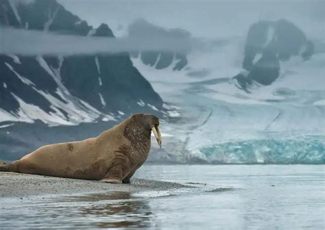 Walrus Behavior - AnimalBehaviorCorner