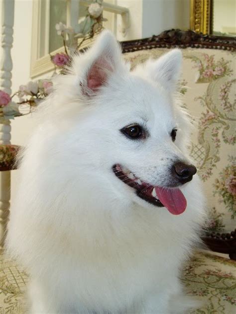 Miniature American Eskimo Dog | Top Dog Directory