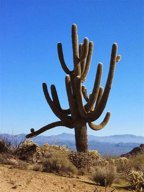 Prairie Rose Publications: Saguaro Cactus: Guardians Of The Desert