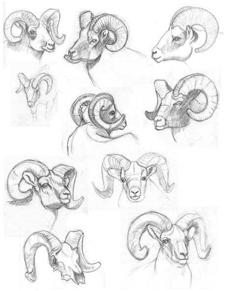 Ram Drawing Reference and Sketches for Artists