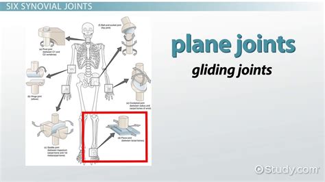 Condyloid Joint Diagram