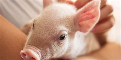 Scientists made a breakthrough with the first ever human-pig embryo hybrid - Business Insider