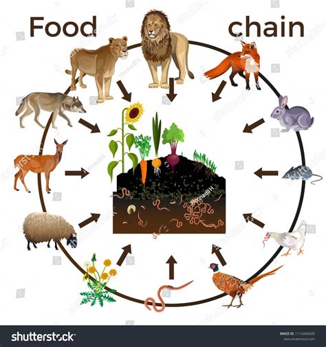 Rainforest Food Chain Animals - img-floppy